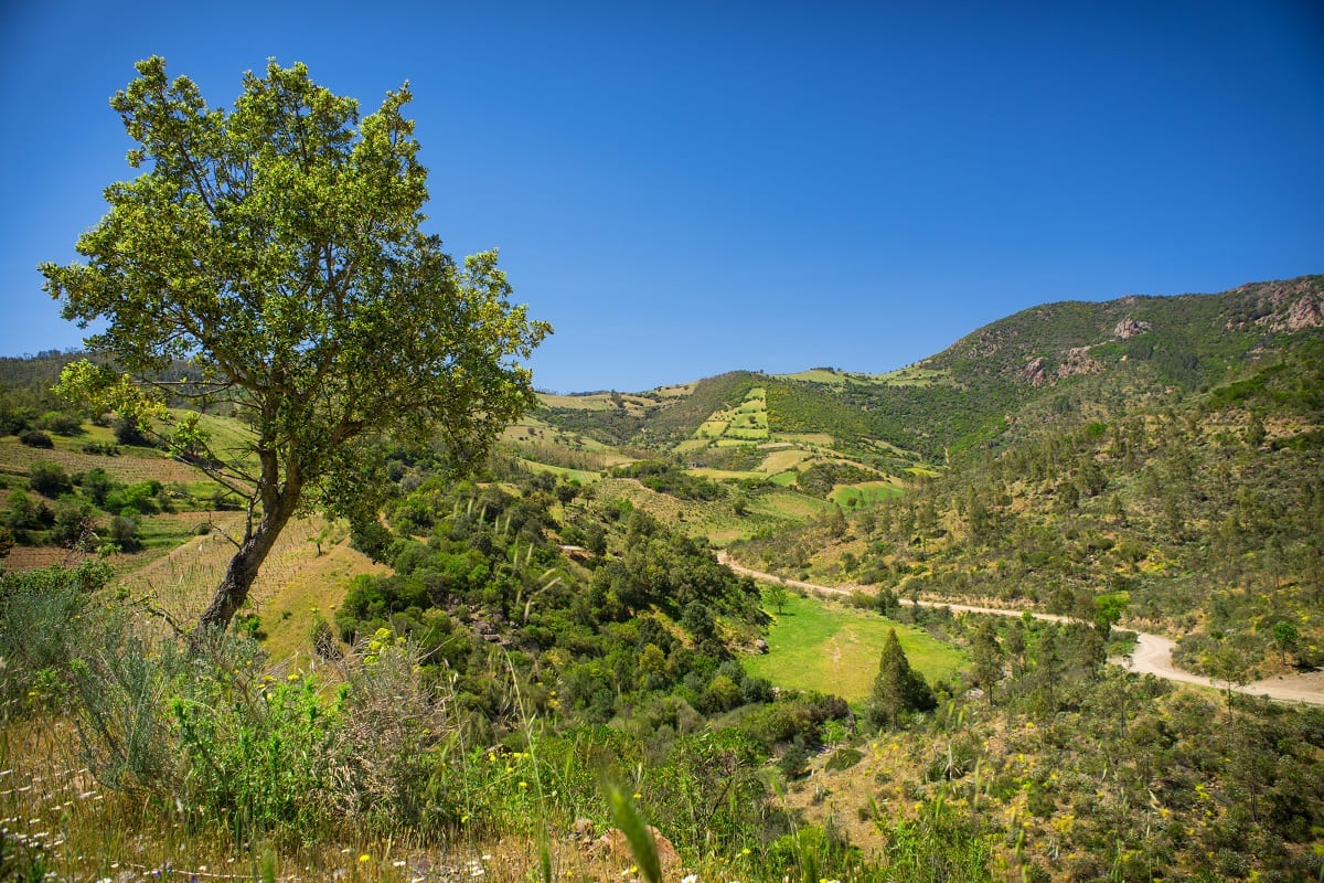 Vigne di Cannonau