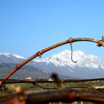 |Miglior rosato dell'anno - i produttori|Vino rosato