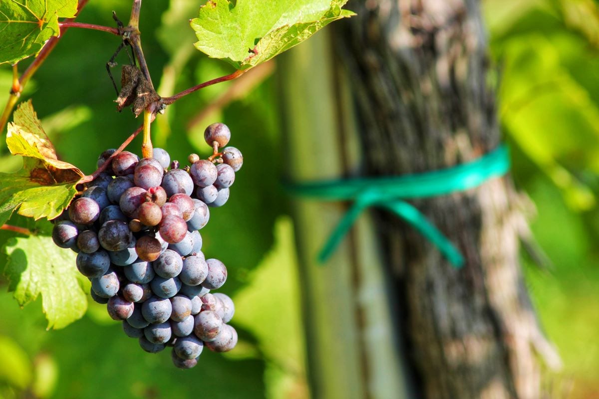 Pinot Nero